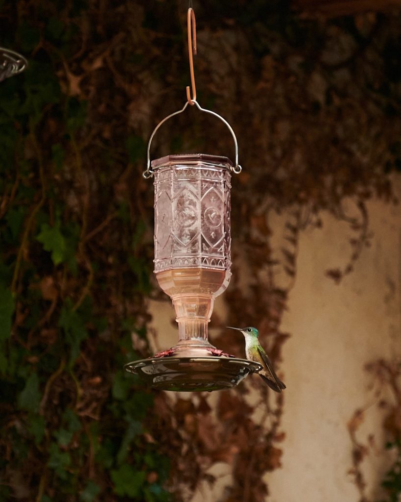 colibri at feeder